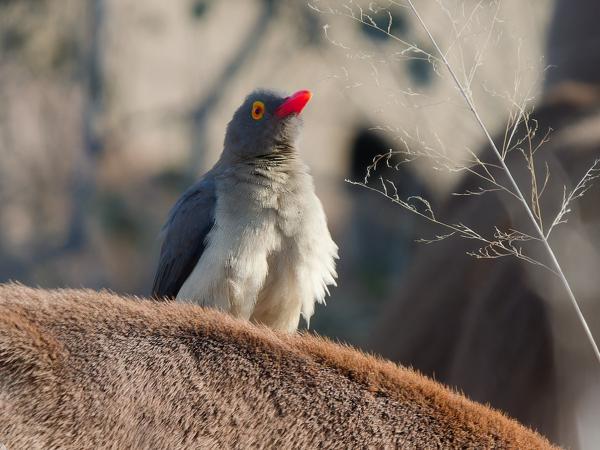 <h3>Buphagus erythrorhynchus / Red‑billed oxpecker / Roodsnavelossenpikker</h3>OM-1 Mark II with OLYMPUS M.150-400mm F4.5 TC, 1/2000 sec at F5.6, ISO 2000, distance 15.8 m